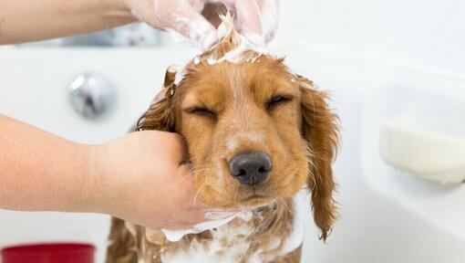 Can you bathe cheap puppies with baby shampoo